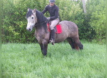Andere Rassen, Ruin, 5 Jaar, 153 cm, Appelschimmel