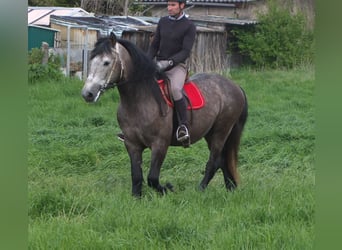 Andere Rassen, Ruin, 5 Jaar, 153 cm, Appelschimmel