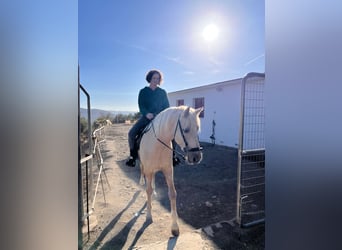 Andere Rassen Mix, Ruin, 5 Jaar, 155 cm, Palomino