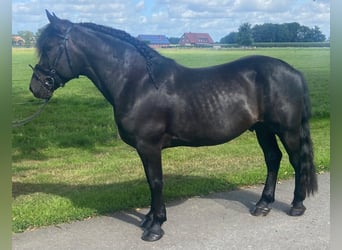 Andere Rassen, Ruin, 5 Jaar, 155 cm, Zwart