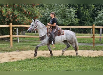 Andere Rassen, Ruin, 5 Jaar, 156 cm, Schimmel