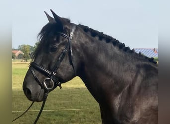Andere Rassen, Ruin, 5 Jaar, 156 cm, Zwart