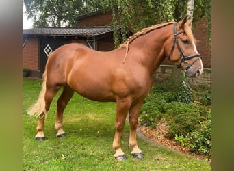 Andere Rassen, Ruin, 5 Jaar, 160 cm, Vos