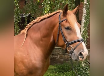 Andere Rassen, Ruin, 5 Jaar, 160 cm, Vos
