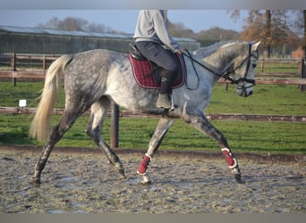 Andere Rassen, Ruin, 5 Jaar, 161 cm, Schimmel