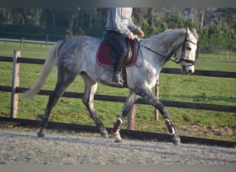 Andere Rassen, Ruin, 5 Jaar, 161 cm, Schimmel
