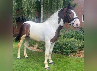 Andere Rassen, Ruin, 5 Jaar, 163 cm, Gevlekt-paard