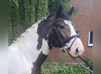 Andere Rassen, Ruin, 5 Jaar, 163 cm, Gevlekt-paard