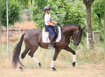 Andere Rassen, Ruin, 5 Jaar, 163 cm, Zwart