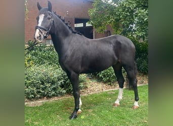 Andere Rassen, Ruin, 5 Jaar, 163 cm, Zwart