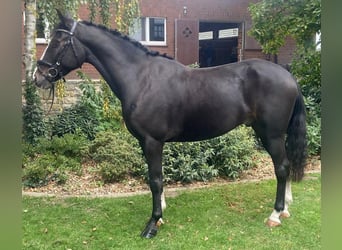 Andere Rassen, Ruin, 5 Jaar, 163 cm, Zwart