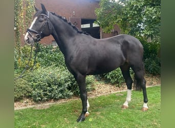 Andere Rassen, Ruin, 5 Jaar, 163 cm, Zwart
