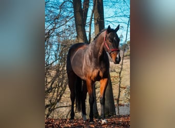 Andere Rassen, Ruin, 5 Jaar, 164 cm, Bruin