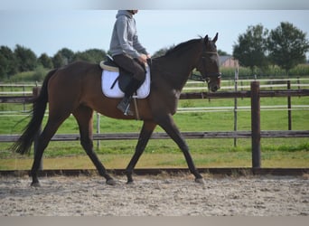 Andere Rassen, Ruin, 5 Jaar, 165 cm, Brauner