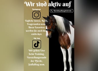 Andere Rassen, Ruin, 5 Jaar, 165 cm, Gevlekt-paard