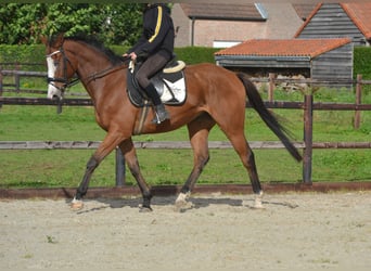 Andere Rassen, Ruin, 5 Jaar, 167 cm, Brauner