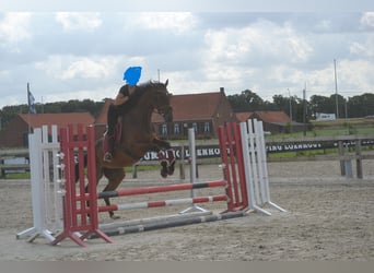 Andere Rassen, Ruin, 5 Jaar, 167 cm, Bruin