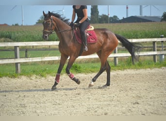 Andere Rassen, Ruin, 5 Jaar, 167 cm, Bruin