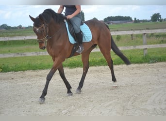 Andere Rassen, Ruin, 5 Jaar, 167 cm, Bruin