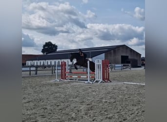 Andere Rassen, Ruin, 5 Jaar, 167 cm, Bruin