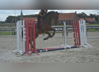 Andere Rassen, Ruin, 5 Jaar, 167 cm, Bruin
