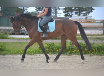 Andere Rassen, Ruin, 5 Jaar, 167 cm, Bruin