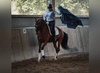 Andere Rassen, Ruin, 5 Jaar, 168 cm, Bruin