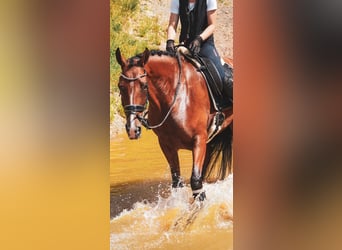 Andere Rassen, Ruin, 5 Jaar, 168 cm, Bruin