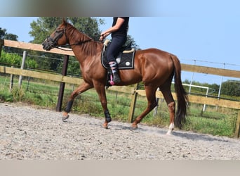 Andere Rassen, Ruin, 5 Jaar, 169 cm, Vos