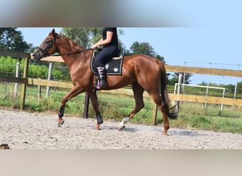 Andere Rassen, Ruin, 5 Jaar, 169 cm, Vos