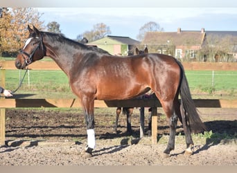 Andere Rassen, Ruin, 5 Jaar, 170 cm, Bruin