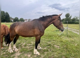 Andere Rassen Mix, Ruin, 5 Jaar, 176 cm, Bruin