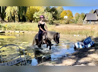 Andere Rassen, Ruin, 6 Jaar, 102 cm, Gevlekt-paard