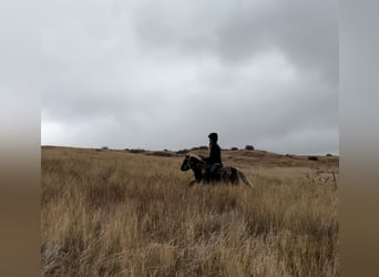 Andere Rassen, Ruin, 6 Jaar, 102 cm, Gevlekt-paard