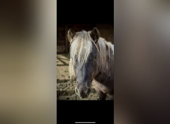 Andere Rassen, Ruin, 6 Jaar, 102 cm, Gevlekt-paard