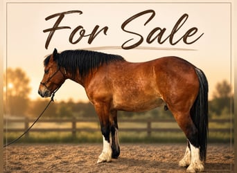 Andere Rassen, Ruin, 6 Jaar, 140 cm, Bruin