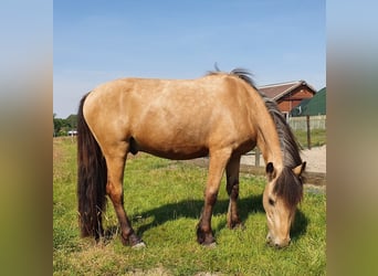 Andere Rassen Mix, Ruin, 6 Jaar, 142 cm, Buckskin