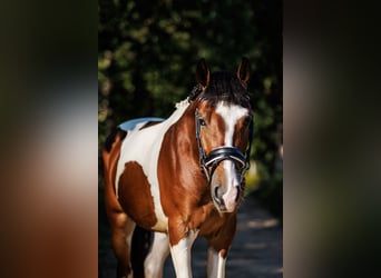 Andere Rassen Mix, Ruin, 6 Jaar, 144 cm, Gevlekt-paard