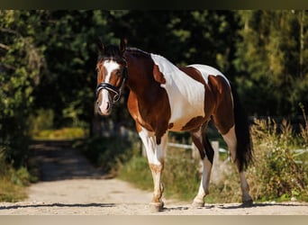 Andere Rassen Mix, Ruin, 6 Jaar, 144 cm, Gevlekt-paard