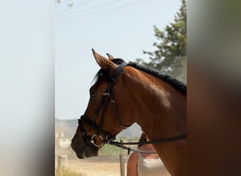 Andere Rassen, Ruin, 6 Jaar, 148 cm, Bruin