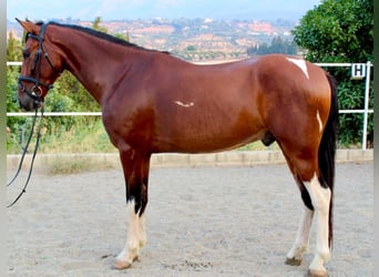 Andere Rassen, Ruin, 6 Jaar, 148 cm, Bruin