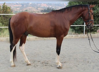 Andere Rassen, Ruin, 6 Jaar, 148 cm, Bruin