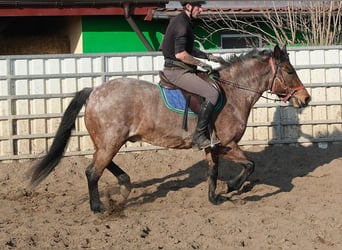 Andere Rassen, Ruin, 6 Jaar, 148 cm, Roan-Red