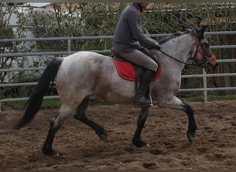 Andere Rassen, Ruin, 6 Jaar, 148 cm, Rood schimmel