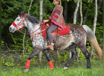 Andere Rassen, Ruin, 6 Jaar, 150 cm, Appelschimmel