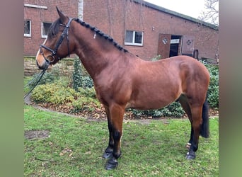 Andere Rassen, Ruin, 6 Jaar, 153 cm, Bruin