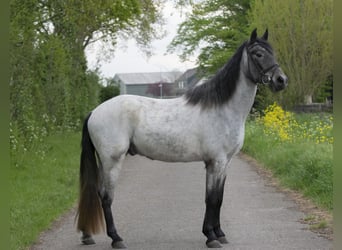 Andere Rassen, Ruin, 6 Jaar, 153 cm