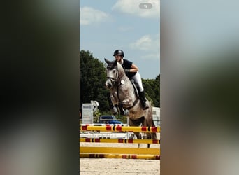 Andere Rassen, Ruin, 6 Jaar, 154 cm, Schimmel