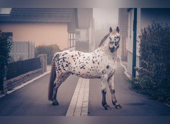 Andere Rassen, Ruin, 6 Jaar, 155 cm, Appaloosa
