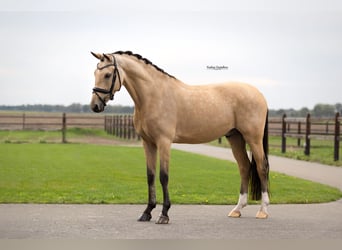 Andere Rassen, Ruin, 6 Jaar, 155 cm